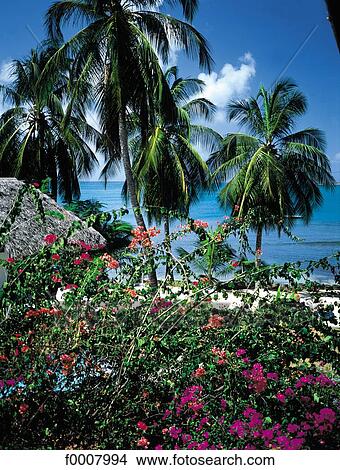 Caribbean, Saint Lucia, palm trees and flowers View Large Photo Image Picture - Caribbean, Saint Lucia, palm trees and flowers. Fotosearch