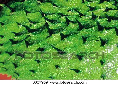 Close-up of a corossol View Large Photo Image Stock Photo - Close-up of a corossol. Fotosearch