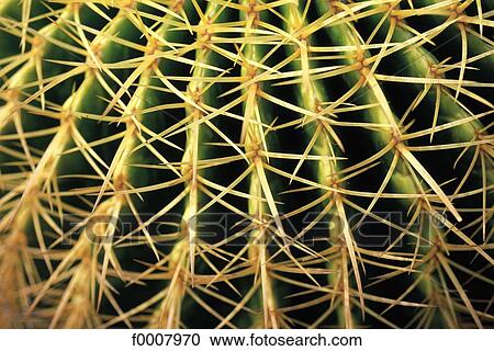 Close-up on a round cactus View Large Photo Image Stock Image - Close-up on a round cactus. Fotosearch
