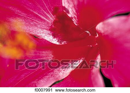 Detail of a red hibiscus View Large Photo Image Stock Image - Detail of a red hibiscus. Fotosearch
