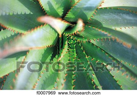 Developing pineapple View Large Photo Image Stock Photo - Developing pineapple. Fotosearch