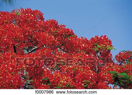 Stock Photograph - Flame of the forest, detail. Fotosearch