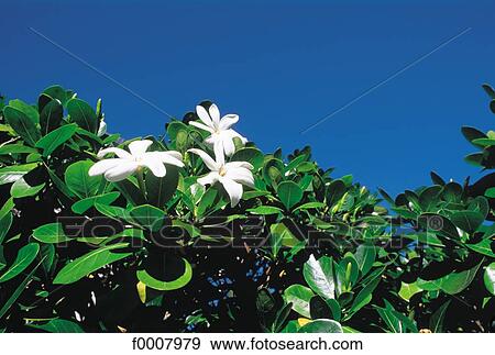Frangipani tree flower (Plumeria Acuminata) View Large Photo Image Stock Photo - Frangipani tree flower (Plumeria Acuminata). Fotosearch