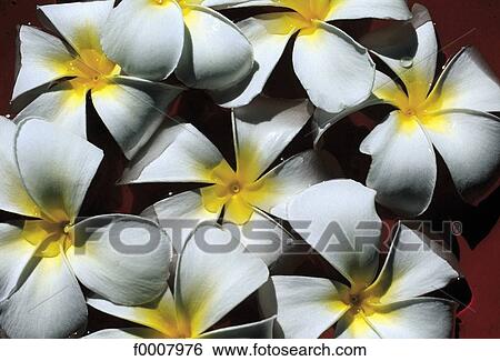 Frangipani tree flower (Plumeria Acuminata) View Large Photo Image Stock Photograph - Frangipani tree flower (Plumeria Acuminata). Fotosearch
