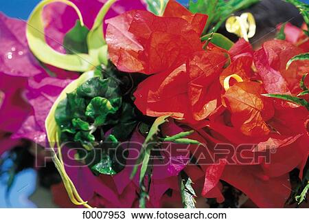 French Polynesia, Tahiti, bougainvillea and ylang-ylang ornament View Large Photo Image Stock Image - French Polynesia, Tahiti, bougainvillea and ylang-ylang ornament. Fotosearch