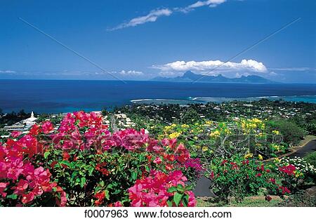 French Polynesia, Tahiti, bougainvillea facing the sea View Large Photo Image Stock Image - French Polynesia, Tahiti, bougainvillea facing the sea. Fotosearch