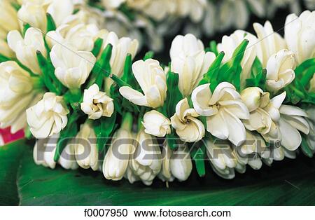 French Polynesia, Tahiti, crown of tiare flowers View Large Photo Image Stock Image - French Polynesia, Tahiti, crown of tiare flowers. Fotosearch