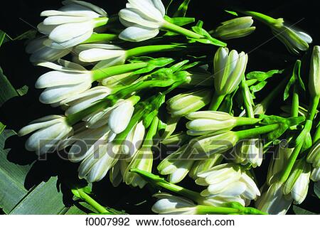 French Polynesia, Tahiti, Tiare flower (Gardenia Taitensis) View Large Photo Image Stock Image - French Polynesia, Tahiti, Tiare flower (Gardenia Taitensis). Fotosearch