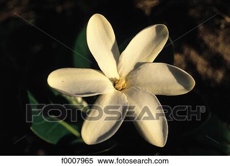 French Polynesia, Tahiti, tiare flower View Large Photo Image Stock Photography - French Polynesia, Tahiti, tiare flower . Fotosearch