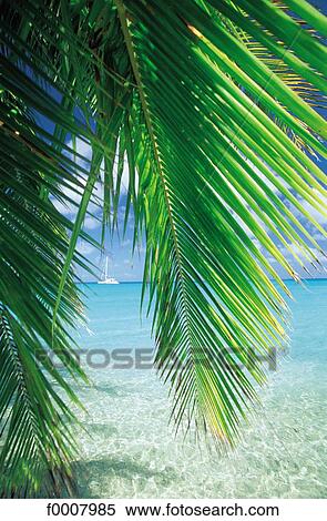 Stock Photography - French Polynesia, Tuamotus archipelago, Rangiroa, palm tree. Fotosearch