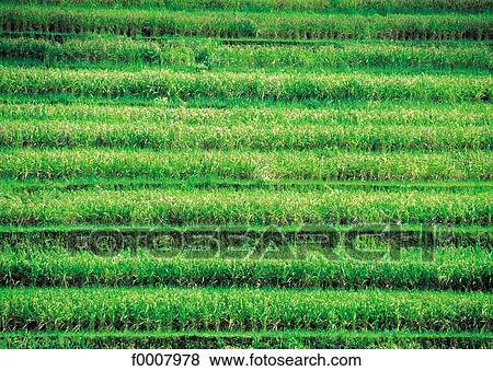 Indonesia, Bali, rice paddles View Large Photo Image Stock Photo - Indonesia, Bali, rice paddles. Fotosearch
