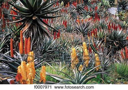 Stock Image - Japan, Okinawa, botanic garden, flowering cactus . Fotosearch