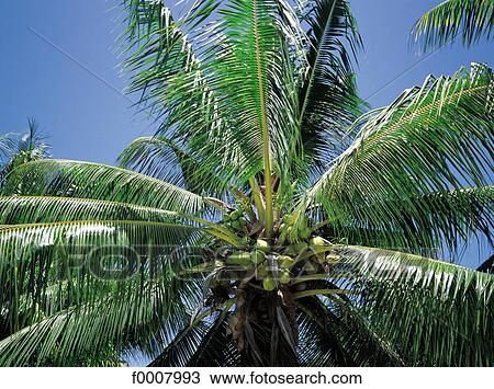 Mauritius, coconut tree View Large Photo Image Stock Image - Mauritius, coconut tree. Fotosearch