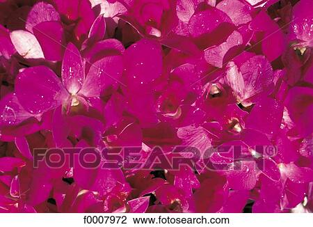 Mauve orchids View Large Photo Image Stock Image - Mauve orchids. Fotosearch