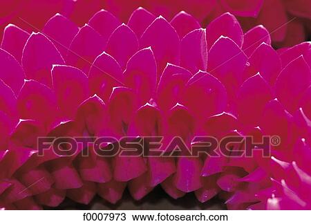 Stock Image - Orchid petals ornament. Fotosearch