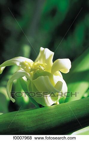 Papaya flower View Large Photo Image Stock Photo - Papaya flower. Fotosearch