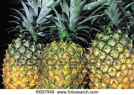 Pineapple View Large Photo Image Stock Photo - Pineapple. Fotosearch