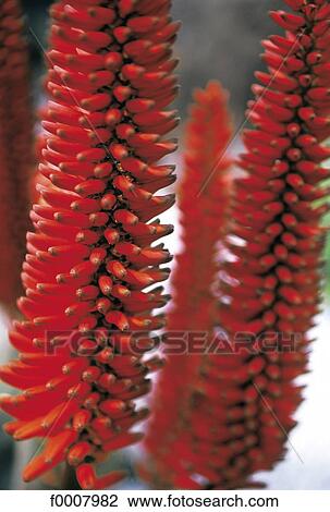 Red ginger (Alpinia Purpurata) View Large Photo Image Stock Image - Red ginger (Alpinia Purpurata). Fotosearch