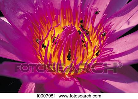 Water lily (Nymphea) View Large Photo Image Stock Image - Water lily (Nymphea). Fotosearch
