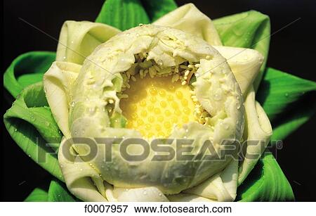Water lily (Nymphea) View Large Photo Image Stock Photo - Water lily (Nymphea). Fotosearch