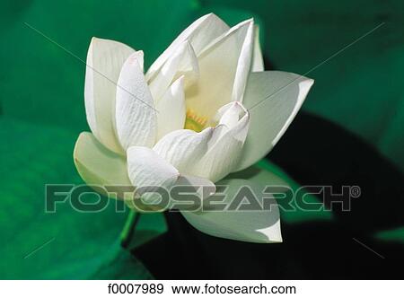 Water lily (Nymphea) View Large Photo Image Stock Photo - Water lily (Nymphea). Fotosearch