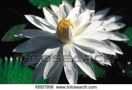 Water lily (Nymphea) View Large Photo Image Stock Photograph - Water lily (Nymphea). Fotosearch