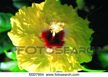 Yellow hibiscus View Large Photo Image Picture - Yellow hibiscus. Fotosearch