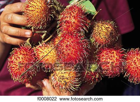 Bali, Ubud market, rambutans fruits View Large Photo Image Stock Image - Bali, Ubud market, rambutans fruits. Fotosearch