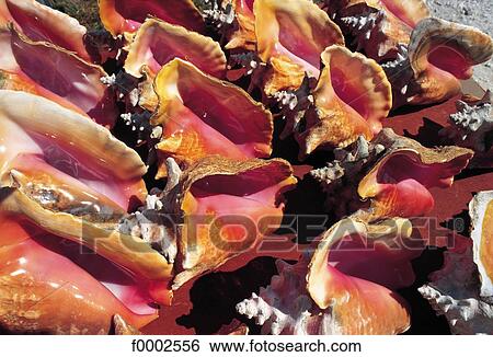 Guadeloupe, shells View Large Photo Image Stock Photograph - Guadeloupe, shells. Fotosearch