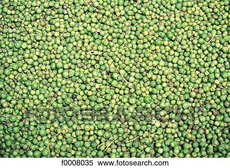Jamaica, green pepper View Large Photo Image Stock Photography - Jamaica, green pepper. Fotosearch