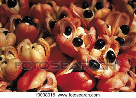 Jamaica, Kingston market, ackees, Jamaican fruits View Large Photo Image Stock Photography - Jamaica, Kingston market, ackees, Jamaican fruits. Fotosearch