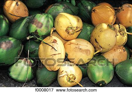Stock Photo - Jamaica, Montego Bay, coconuts. Fotosearch