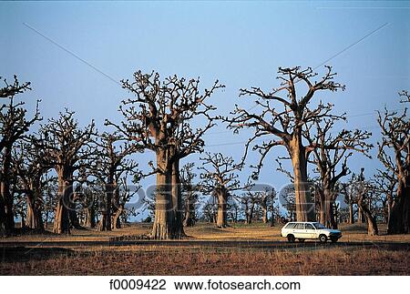 Stock Image - Senegal, Bandia Reserve, car and baobabs. Fotosearch