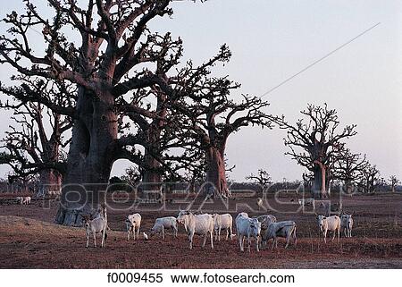Senegal, Bandia Reserve, cattle and baobabs View Large Photo Image Stock Photography - Senegal, Bandia Reserve, cattle and baobabs. Fotosearch