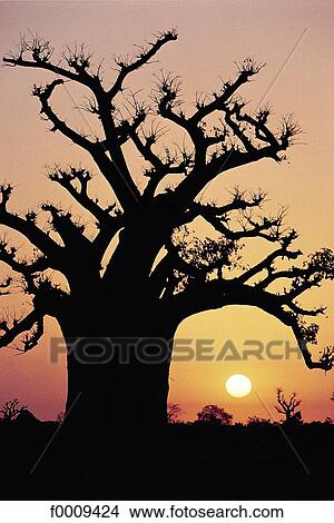 Senegal, Bandia Reserve, thousand-year-old baobab View Large Photo Image Picture - Senegal, Bandia Reserve, thousand-year-old baobab. Fotosearch