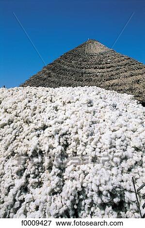 Stock Photo - Senegal, Casamance, cotton crop. Fotosearch
