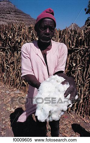 Stock Photography - Senegal, Casamance, cotton crop. Fotosearch