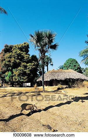 Stock Photo - Senegal, Casamance, rural landscape. Fotosearch
