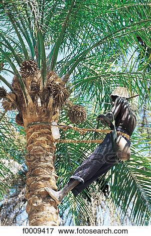 Senegal, Casamance, Ziguinchor area, picking up coconuts View Large Photo Image Stock Photo - Senegal, Casamance, Ziguinchor area, picking up coconuts. Fotosearch