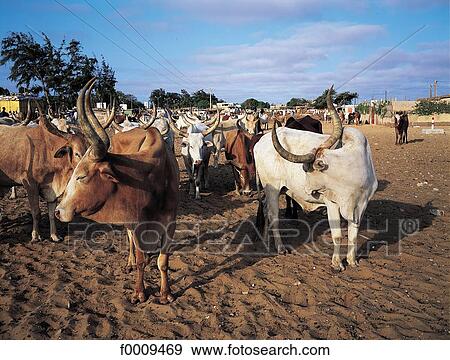 Stock Photo - Senegal, Dakar, cattle market. Fotosearch