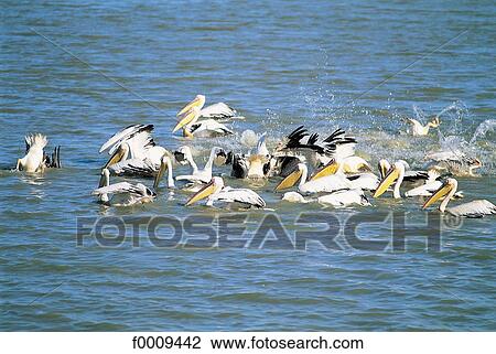 Senegal, Djoud Park, on the Senegal river, pelicans View Large Photo Image Stock Image - Senegal, Djoud Park, on the Senegal river, pelicans. Fotosearch