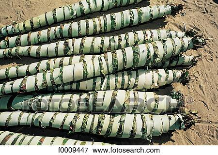 Stock Photo - Senegal, Quinqueliba, plant for herbal tea. Fotosearch