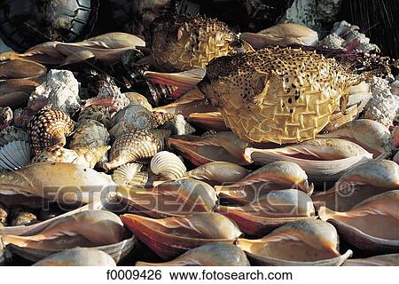 Senegal, Saly, shells on the beach View Large Photo Image Stock Photograph - Senegal, Saly, shells on the beach. Fotosearch