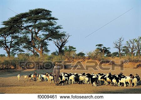Stock Image - Senegal, Wolof country, Cayor, sheperd and his flock. Fotosearch