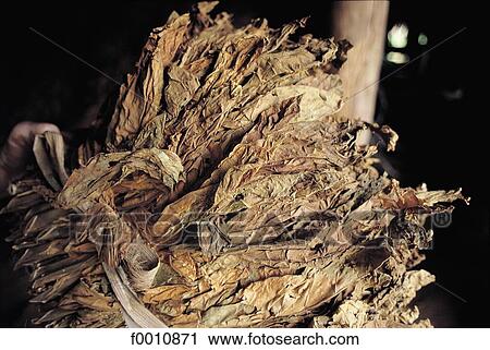Los Vinales, tobacco leaves drying View Large Photo Image Stock Image - Los Vinales, tobacco leaves drying. Fotosearch