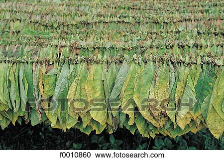Valle de Los Vinales, cigar's tobacco leaves drying View Large Photo Image Stock Image - Valle de Los Vinales, cigar's tobacco leaves drying. Fotosearch