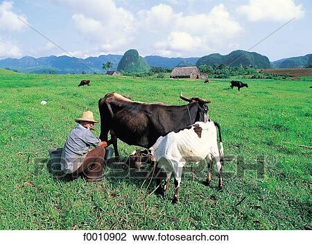 Valle de los Vinales, farm View Large Photo Image Stock Image - Valle de los Vinales, farm. Fotosearch
