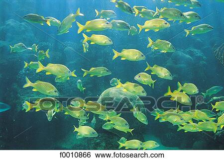 Varadero, scuba diving View Large Photo Image Stock Photograph - Varadero, scuba diving. Fotosearch
