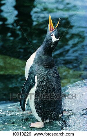 Stock Photograph - Bergen aquarium, emperor penguin. Fotosearch