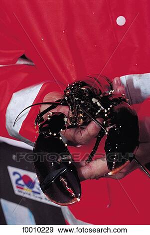 Bergen, live lobster for sale View Large Photo Image Stock Photo - Bergen, live lobster for sale. Fotosearch